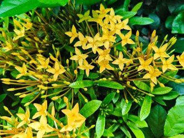 Bahçe, Tayland 'da sarı Ixora çiçeği. Ixora Chinensis, 4k stok fotoğrafı.