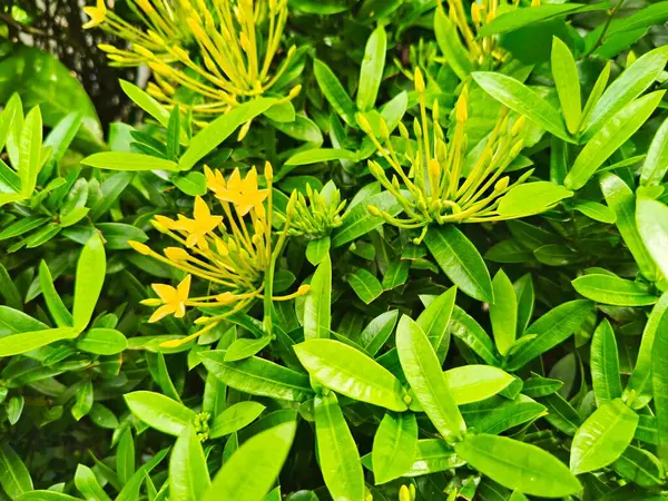 Bahçe, Tayland 'da sarı Ixora çiçeği. Ixora Chinensis, 4k stok fotoğrafı.