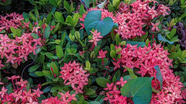 Bahçede açan kırmızı Ixora çiçeği. 4K Stock fotoğrafı