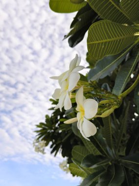 Mavi gökyüzü arkaplanlı ağaçta beyaz frangipani çiçekleri, stok fotoğrafı 4K