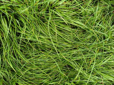Natural green grass background texture fresh lawn top view, stock photo 4K