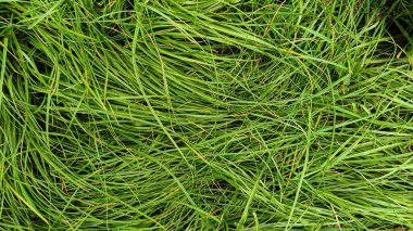 Natural green grass background texture, fresh lawn top view, stock photo 4K