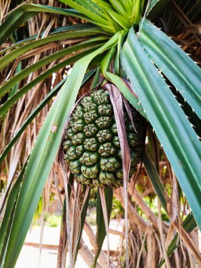 Pandanus palmiyesi ve Tayland 'da meyve pandanus tectorius. Stok fotoğrafı 4k