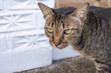 Sarı gözlü gri bir kedi, asfaltta bir bahçenin arka planında duruyor ve kameraya bakıyor. Fotoğraf.