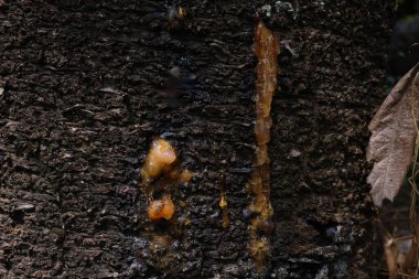 Ağaç gövdesinde reçine. Lenflerin kaçmasını engellemek için ağaç kabuğundaki sakız. Doğa