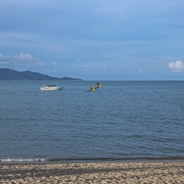 Çok renkli mavi ve sarı palyaço papağanları okyanus ve yatların arka planına karşı gökyüzünde uçar. Uçan kuşlar. Stok fotoğrafı