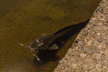Tayland 'da bir nehirde, sığ sularda kara yayın balığı yatıyor. Balık fotoğrafı