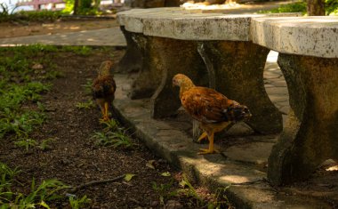 Tavuklar evlerinde tavuk besliyor. Kırmızı Tavuk avluda. Tavuğun Portresi 'ni kapatın. Fotoğraf.