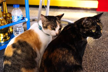 İki sevimli kedi, bir calico ve bir kaplumbağa kabuğu, kapalı alanda yan yana oturuyorlar. Meraklı kediler günlük eşyalarla çevrili, samimi ve samimi bir an yaratıyorlar..