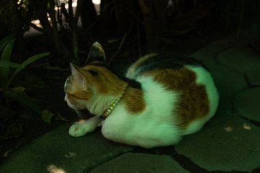 İnci yakalı bir calico kedisi taştan bir yolda yatıyor, başka tarafa bakıyor. Etrafı gölgeler ve yeşilliklerle çevrili olan kedi, kısmen aydınlık, ortama huzur ve doğal bir hava katıyor..