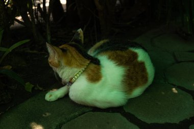 İnci yakalı bir calico kedisi taştan bir yolda yatıyor, başka tarafa bakıyor. Etrafı gölgeler ve yeşilliklerle çevrili olan kedi, kısmen aydınlık, ortama huzur ve doğal bir hava katıyor..