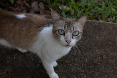 Mavi gözlü meraklı bir kedinin, açık bir yolda dikilip doğrudan kameraya bakan görüntüsü. Kedi fotoğrafı.