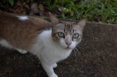 Mavi gözlü meraklı bir kedinin, açık bir yolda dikilip doğrudan kameraya bakan görüntüsü. Kedi fotoğrafı.