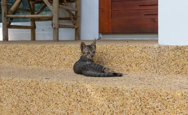 Genç bir tekir kedi yavrusu açık hava ortamındaki beton basamaklara dayanıyor. Yavru kedinin doğal rengi ve rahat duruşu sahneye samimi ve huzurlu bir hava katar..