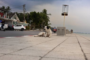 Bulutlu bir gökyüzü ve şehir manzarasına karşı yolda yatan bir köpeğin olduğu bir sokak sahnesi. Yol boyunca motosikletli ve arabalı insanlar görülebilir. Etraftaki hareketlere rağmen köpek rahat görünüyor..
