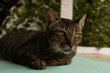 A close-up of a tabby cat with striking green eyes and striped fur. The cat appears relaxed but focused, with a background featuring greenery and a cozy, homely setting. The attentive gaze and calm posture add to the sense of tranquility and natural  clipart