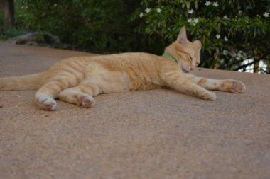 Yeşil gözlü, yeşil yakalı, açık havada duran kızıl bir tekir kedi. Çevresi yeşillik ve beyaz çiçeklerle çevrili kedi, huzurlu manzaraya doğal bir dokunuş ekliyor..