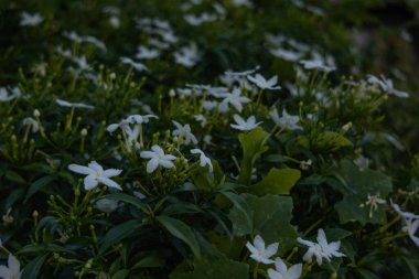 Beyaz yasemin çiçekleri yemyeşil bir bahçede çiçek açıyor. Narin yapraklar ve canlı yapraklar, doğa, sükunet ve tazelik temaları için ideal barışçıl, doğal bir sahne yaratır..