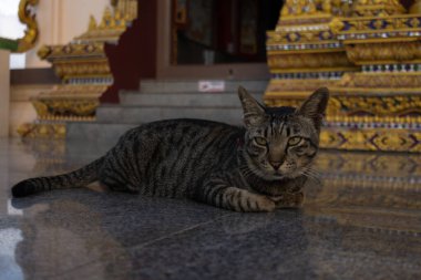 Çizgili tekir kedi, bir Asya tapınağında dekoratif basamakların yanında, parlak taş bir zeminde yatıyor. Kedi yan tarafa bakıyor, geleneksel ortamda sakin ve huzurlu bir atmosfer yaratıyor..