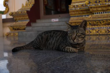 Çizgili tekir kedi, bir Asya tapınağında dekoratif basamakların yanında, parlak taş bir zeminde yatıyor. Kedi yan tarafa bakıyor, geleneksel ortamda sakin ve huzurlu bir atmosfer yaratıyor..