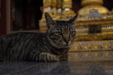 Çizgili tekir kedi, bir Asya tapınağında dekoratif basamakların yanında, parlak taş bir zeminde yatıyor. Kedi yan tarafa bakıyor, geleneksel ortamda sakin ve huzurlu bir atmosfer yaratıyor..