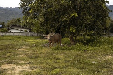 Kırsal alanda yemyeşil çimlerin üzerinde dinlenen ender bir albino su bufalosu. Basit bir beyaz ev ve arka planda uzun ağaçlar. Güneydoğu Asya 'daki geleneksel kırsal yaşama sakin bir bakış..