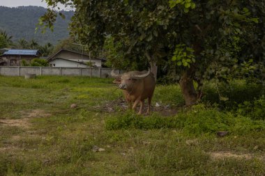 A rare albino water buffalo resting on lush green grass in a rural setting, with a simple white house and tall trees in the background. A serene glimpse into traditional countryside life in Southeast Asia. clipart