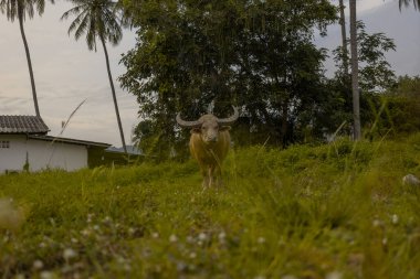 Kırsal alanda yemyeşil çimlerin üzerinde dinlenen ender bir albino su bufalosu. Basit bir beyaz ev ve arka planda uzun ağaçlar. Güneydoğu Asya 'daki geleneksel kırsal yaşama sakin bir bakış..