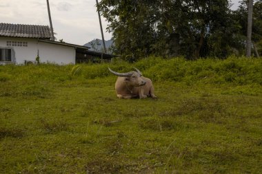 Kırsal alanda yemyeşil çimlerin üzerinde dinlenen ender bir albino su bufalosu. Basit bir beyaz ev ve arka planda uzun ağaçlar. Güneydoğu Asya 'daki geleneksel kırsal yaşama sakin bir bakış..
