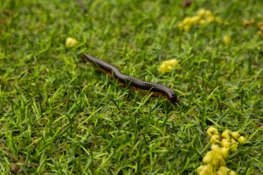 Close-up of a long centipede crawling on the green grass. Photos of insects and nature. clipart