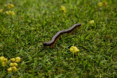 Close-up of a long centipede crawling on the green grass. Photos of insects and nature. clipart