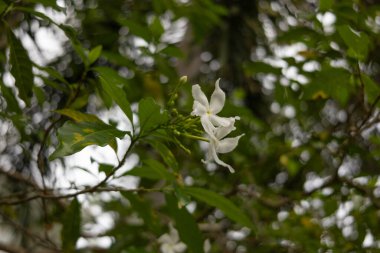 Delicate white flowers of the pinwheel jasmine Tabernaemontana divaricata bloom on a green branch against a natural blurred background. clipart