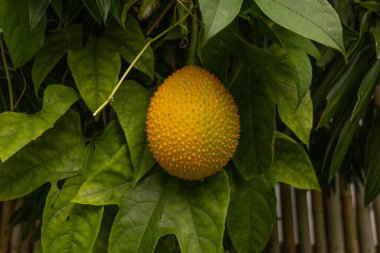 Close-up of a ripe gac fruit Momordica cochinchinensis hanging from a vine surrounded by green leaves. clipart