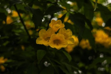 Bahçedeki yaprakların etrafındaki güzel sarı çiçekler. Çiçek fotoğrafı.