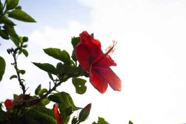 Yeşil yapraklı ve parlak gökyüzüne karşı parlak kırmızı bir amber çiçeği. Çiçek fotoğrafları..