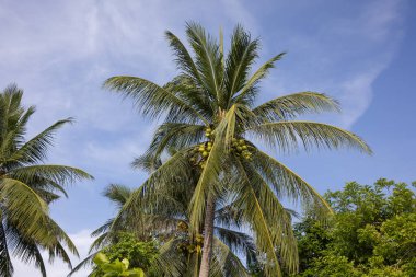 Açık mavi gökyüzüne karşı siluetlenmiş, rüzgarda sallanan uzun palmiye ağaçlarının çarpıcı görüntüsü. Sahne sakin ve tropikal.