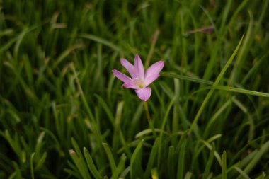 Yeşil çimlerle çevrili güzel pembe bir çiçek. Zarif görünüyor ve doğal çevrenin arka planına karşı duruyor. Çiçek fotoğraf arkaplanı.