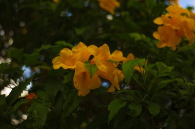 Bahçedeki yaprakların etrafındaki güzel sarı çiçekler. Çiçek fotoğrafı.