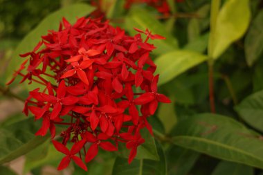 Yeşil yapraklı kırmızı bir çiçek tarlası. Çiçekler tarlaya saçılmış..