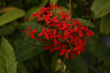 Yeşil yapraklı kırmızı bir çiçek tarlası. Çiçekler tarlaya saçılmış..