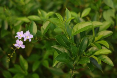 Close-up background of green leaves with light purple flowers in soft focus, capturing the beauty of nature in a peaceful garden setting. clipart