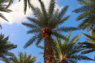Bulutlu mavi gökyüzüne karşı yüksek palmiye ağaçlarının manzarası. Gökyüzüne karşı palmiye ağacı arkaplanı, grafik kaynaklar. Yolculuklar
