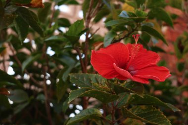 Yeşil yapraklarla çevrili parlak kırmızı amber çiçeği, yumuşak bir mimari arka planda. Doğa, güzellik ve tropikal titreşimler için mükemmel..