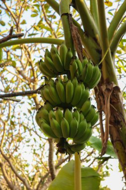 Muz ağacındaki büyük bir kümede, parlak güneş ışığı altında yemyeşil yapraklarla büyüyen taze yeşil muzlar. Tropikal, tarım ve taze üretim temaları için ideal.