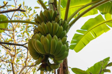 Muz ağacındaki büyük bir kümede, parlak güneş ışığı altında yemyeşil yapraklarla büyüyen taze yeşil muzlar. Tropikal, tarım ve taze üretim temaları için ideal.
