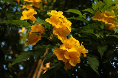 Close-up beautiful yellow flowers around leaves in garden. Flowers photo. clipart