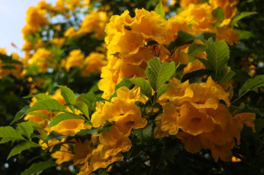 Bahçedeki yaprakların etrafındaki güzel sarı çiçekler. Çiçek fotoğrafı.