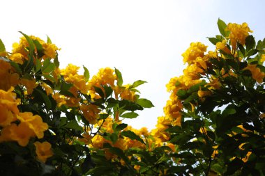 Bahçedeki yaprakların etrafındaki güzel sarı çiçekler. Çiçek fotoğrafı.