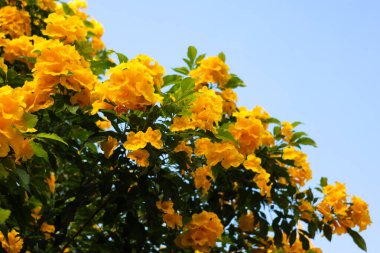 Bahçedeki yaprakların etrafındaki güzel sarı çiçekler. Çiçek fotoğrafı.