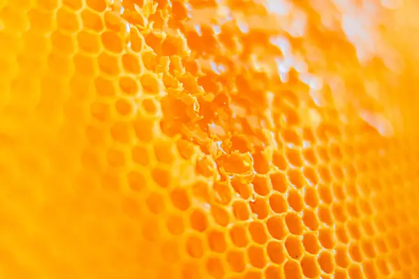 stock image Delicious Bee Honey Drops on the Combs of Honey Cells Close Up